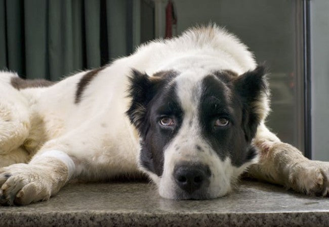 Non‑Inflammatory Hereditary Myotonia in Dogs – Vet Guide 2025 🐶💪🩺
