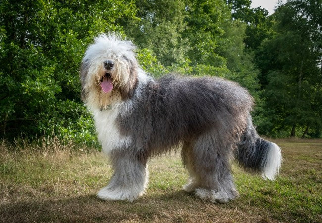 Old English Sheepdog Guide 2025: Gentle Shaggy Guardian Care 🐶✨