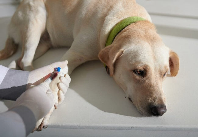 Overproduction of White Blood Cells in Dogs – Vet Guide 2025 🐾🩸🩺