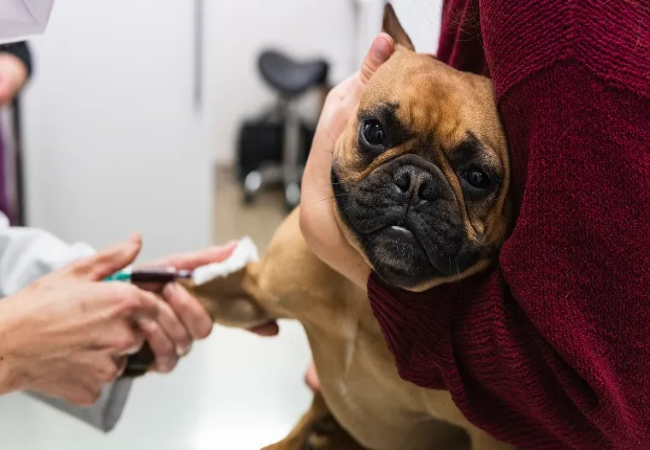 Pancytopenia in Dogs: Vet-Approved Causes, Symptoms & Treatments (2025 Guide) 🩺🐾🩸