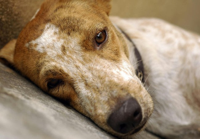 Peripheral Neuropathies in Dogs – Vet Guide 2025 🐾🧠🩺