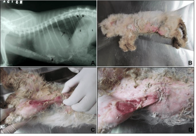 Peritoneopericardial Diaphragmatic Hernia Vet Guide 2025 🩺🐶