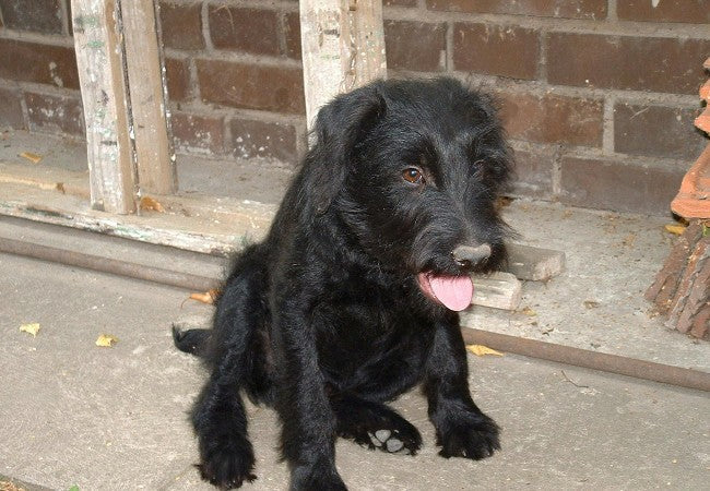 Pulmonary Thromboembolism in Dogs: Vet-Approved Causes, Symptoms & Treatments (2025 Guide) 🩺🐾🩸