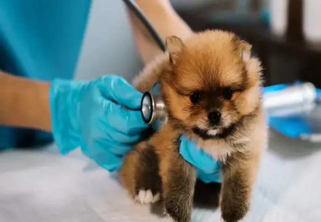 Puppy Insurance in 2025: Vet‑Approved Guide to Coverage, Cost & Timing🩺🐶