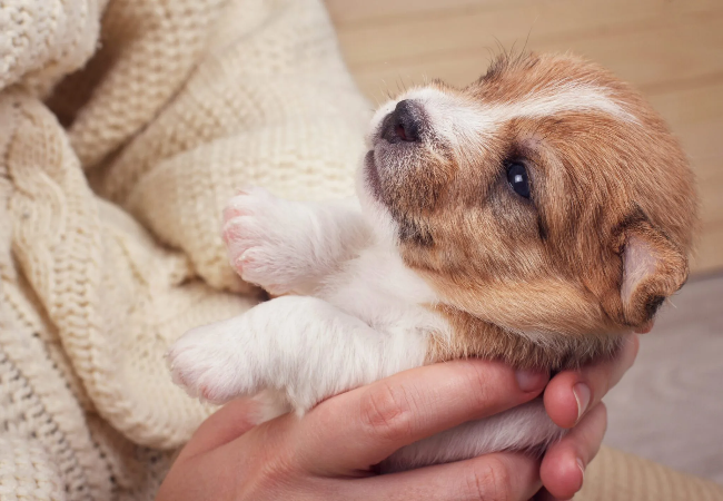 Vet’s Timeline: Puppy Development Milestones Month by Month🐶✨
