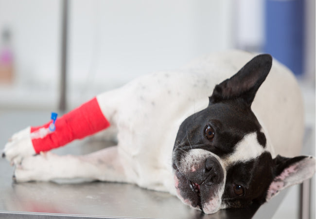 Pyloric Stenosis in Dogs – Vet‑Led Guide 2025 🐕🔍