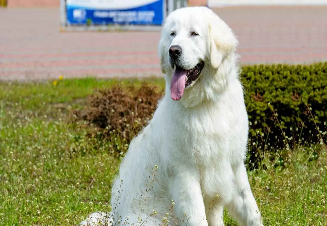 Pyrenean Mastiff 2025: Gentle Giant Livestock Guardian & Family Protector 🐾🛡️