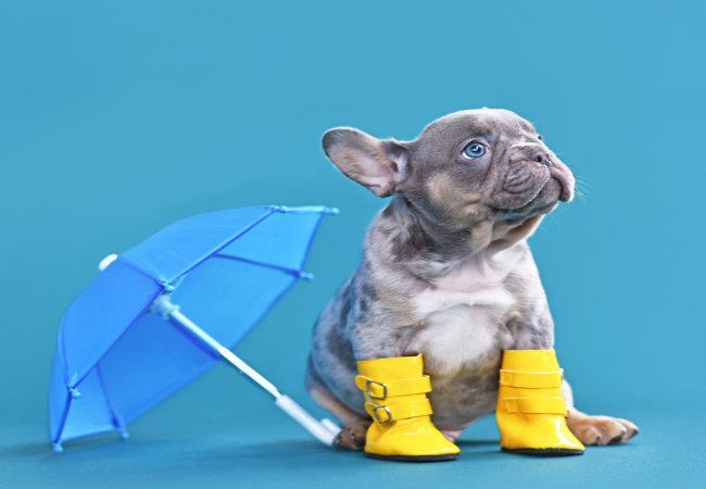 Rainy Day Dangers for Dogs Vets 2025 Safety Guide for Stormy Weather 🌧️🐶