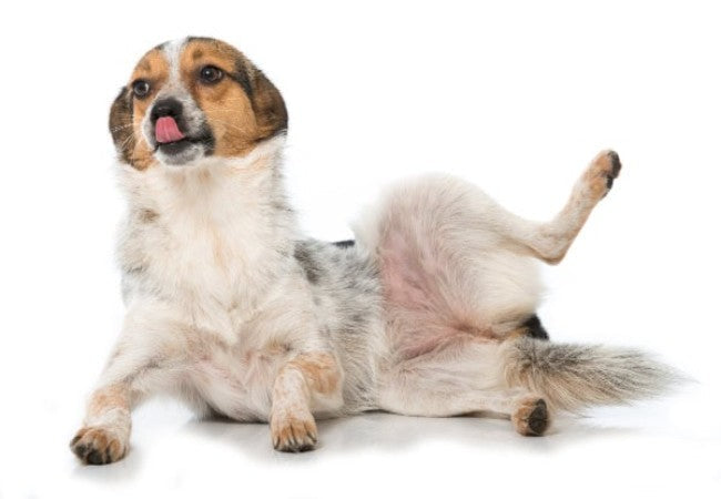 Recessed (Hooded) Vulva in Dogs: Vet’s 2025 Guide to Prevention, Symptoms & Care 🩺🐶