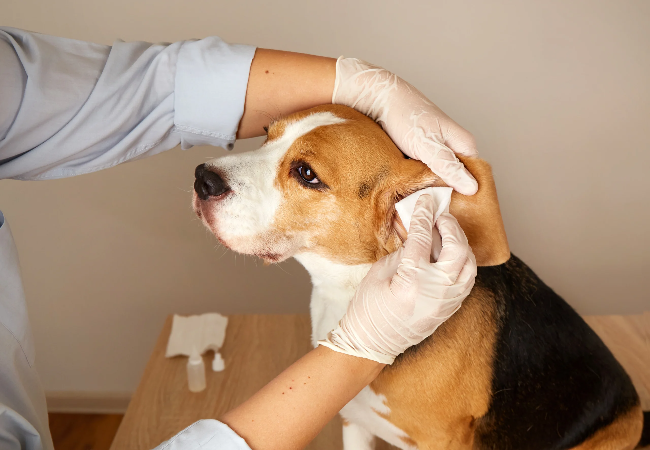 Seasonal Allergies in Dogs in 2025: Vet‑Backed Guide  🌼🐾