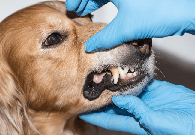 Should I Clean My Dog’s Teeth? Vet‑Approved 2025 Guide to Dental Health & Costs🩺🐶