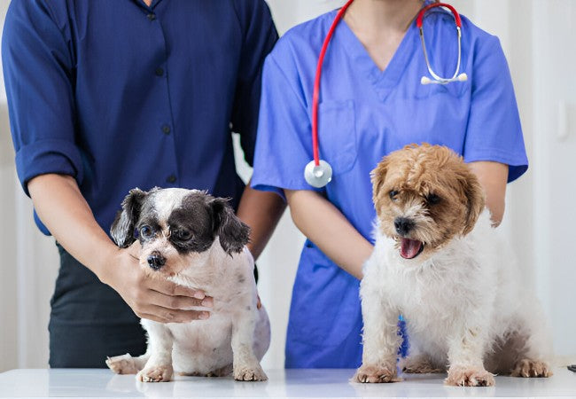 Sinus Arrest & Sinoatrial (SA) Block in Dogs: 2025 Vet Guide 🩺🐾