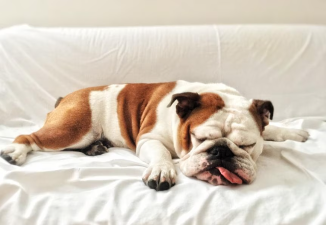 Snoring in Dogs: Vet’s 2025 Guide to Causes, Concerns & Solutions 💤🐶