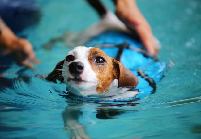 Teaching Your Dog to Swim: Vet’s 2025 Safe & Fun Guide for Water‑Loving Pups 🩺🐾