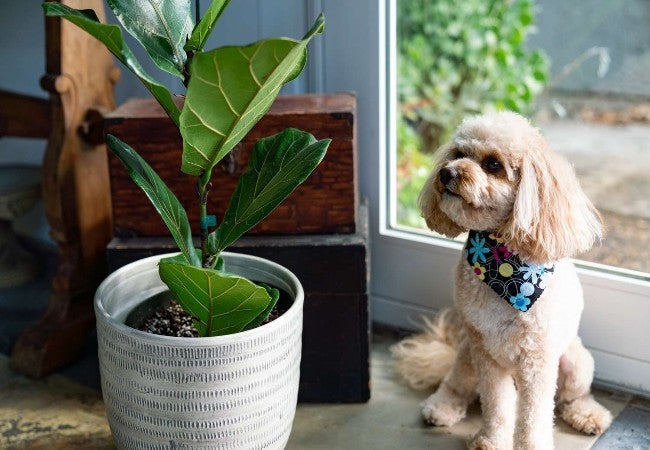 Top Holiday Plants Toxic to Dogs: Vet‑Approved 2025 Safety Guide 🩺🐶