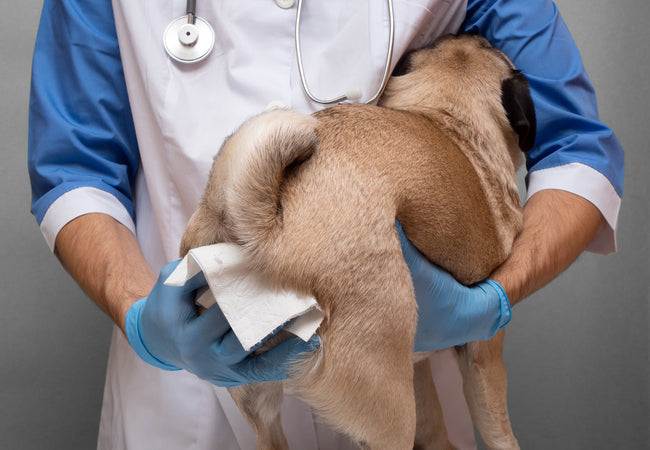 Vaginal Discharge in Dogs Veterinary Guide & Care Tips 2025 🩺🐾