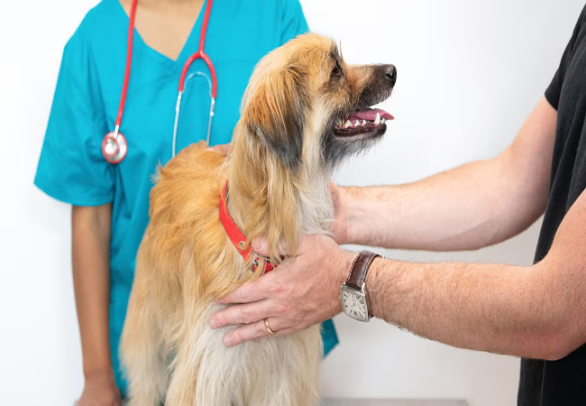 Vet-Approved Guide: Signs of Cancer in Dogs & When to See a Vet 2025 🐶🐾