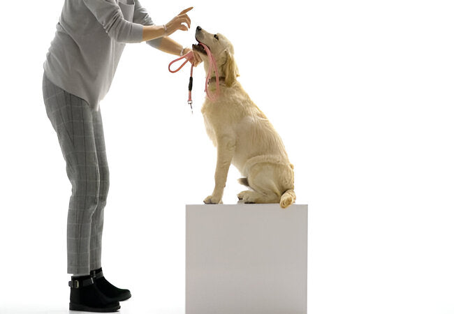 Vet‑Approved 2025 DIY Puppy Obedience Training – Positive Reinforcement Tips 🐶🎓