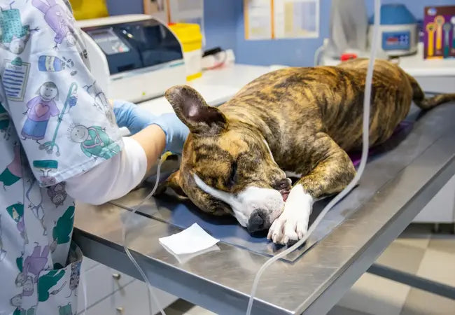Vet‑Approved 2025 Guide: Dog Anesthesia – Safe Protocols, Risks & Tailored Care 🐶💉