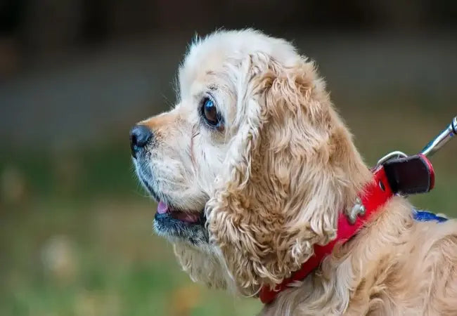 Vet‑Approved 2025 Guide: Dog Gallbladder Removal – What to Know Before, During & After Surgery 🐶💉