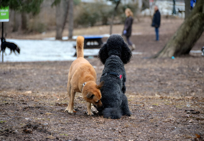 Vet‑Approved 2025 Guide: Proper Etiquette at the Dog Park 🐶🌳