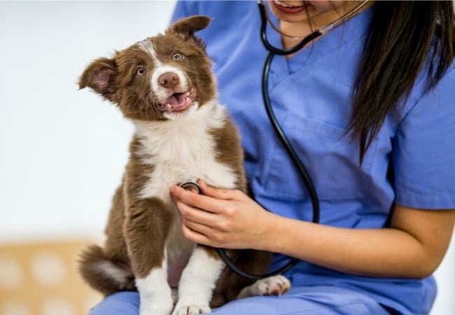 Vet Approved Guide: 5 Heartwarming Reasons to Foster a Pet During the Holidays (2025)🏊♂️🐶