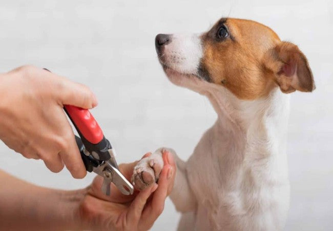 Vet Approved Guide: What to Do If Your Dog’s Nail Is Bleeding (2025 Emergency First Aid)🩺🐶
