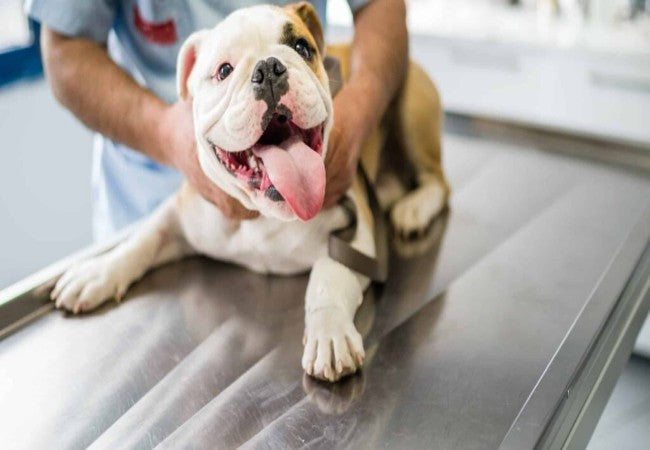 Vet Approved Guide Dog Vet Checkup Schedule by Age 2025 🐶🩺