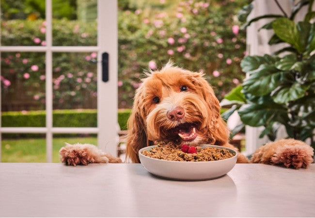 Vet Approved Guide Holiday Food Scraps Harmful to Dogs 2025 🐶🩺