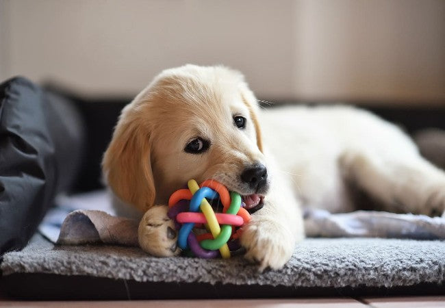 Vet Approved Guide: Why Do Dogs Put Their Paws on People? Behavior Explained (2025)🏊♂️🐶