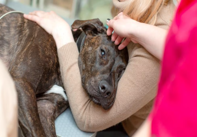 Vet Approved Guide: 10 Reasons Why Your Pet Might Need a Rectal Exam in 2025 🐾🐶
