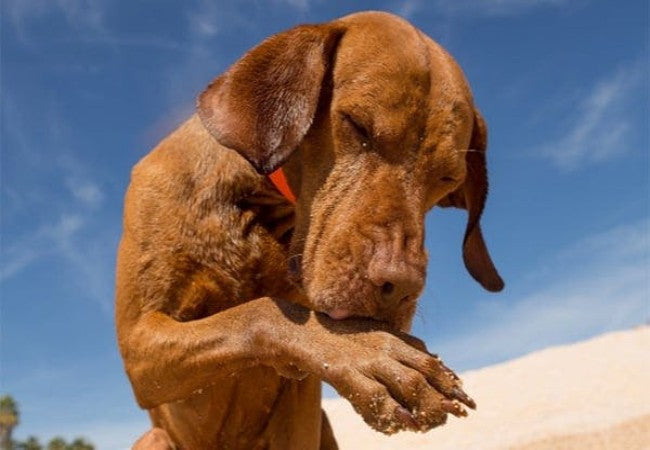 Vet Approved Guide: Acral Lick Granulomas in Dogs – Causes, Signs & 2025 Treatment Strategies 🐶🐾