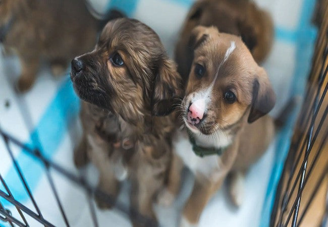 Vet Approved Guide: What to Know Before Adopting a Dog After Parvovirus Recovery (2025)🏊♂️🐶