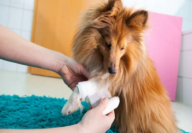 Vet Approved Guide: Anaerobic Infections in Dogs – Sources, Signs & 2025 Treatment Strategies 🐶🐾