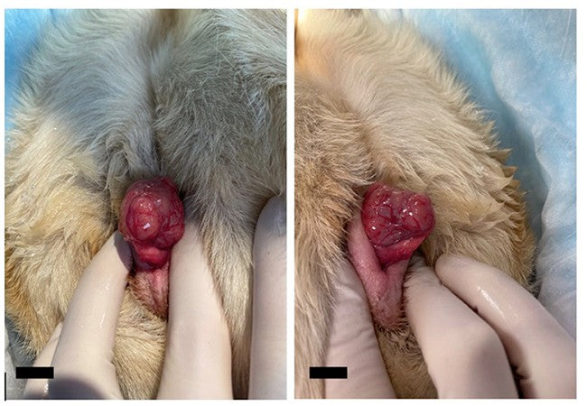 Vet Approved Guide: Anal Sac (Apocrine Gland) Adenocarcinoma in Dogs – Early Signs, Diagnosis & 2025 Treatment 🐶🐾