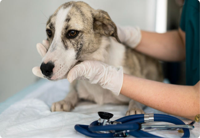 Vet‑Approved Guide: Arsenic Poisoning in Dogs – Early Signs, Diagnosis & 2025 Emergency Care 🐶🐾