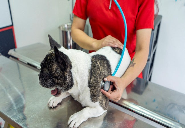 Vet Approved Guide: Aspiration Pneumonia in Dogs – Causes, Symptoms & 2025 Treatment Strategies 🐶🐾