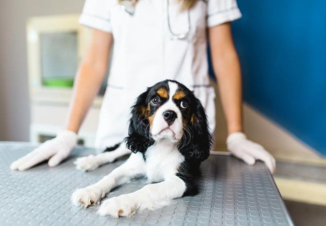 Vet Approved Guide: Canine Anaphylaxis – Signs, Treatment & Urgent Care in 2025 🚨🐶