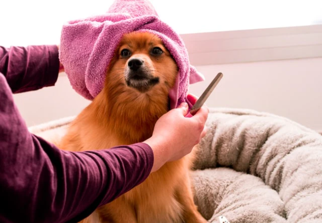 Vet Approved Guide: DIY Dog Grooming Tips for 2025 🐶✂️