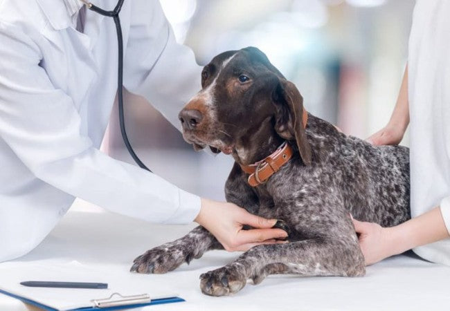 Vet Approved Guide: Dog Arrhythmia – Types, Causes & 2025 Care Strategies 🐶🐾