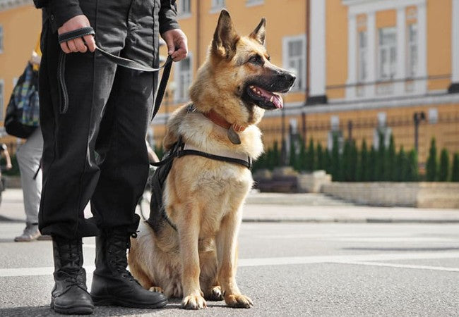 Vet Approved Guide: Ensuring Gun Safety for Pets in 2025 🐶🐱