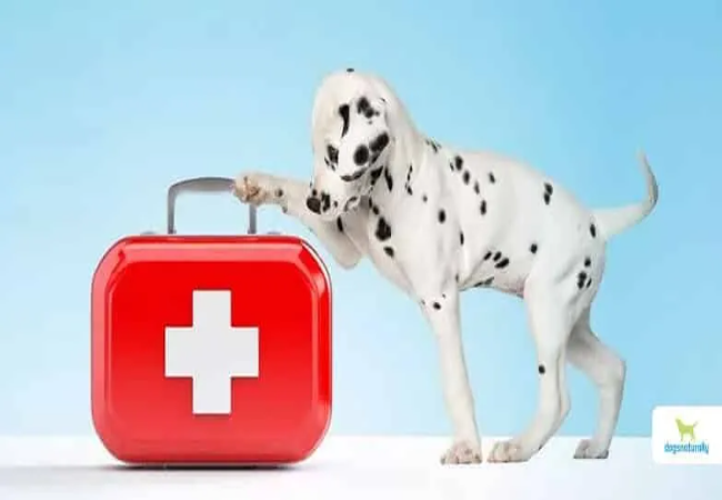 Vet Approved Guide: Homeopathic & Herbal First Aid for Dogs 2025 🐶🌿