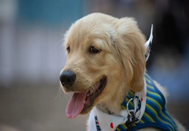 Vet Approved Guide: How Dogs Communicate with Humans in 2025 🐶💬