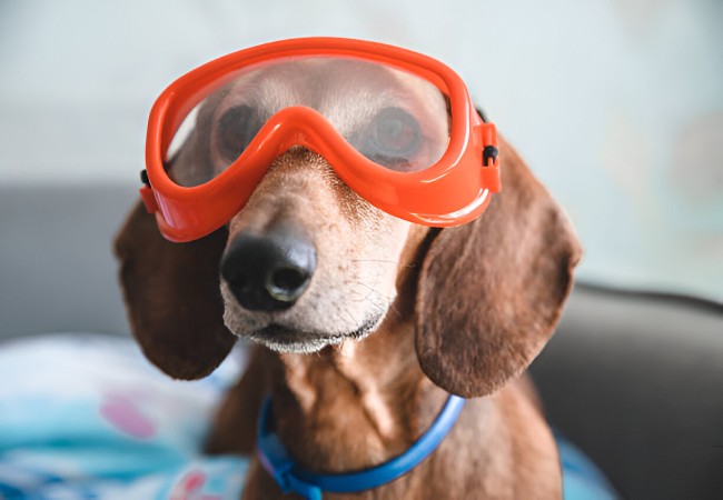 Vet Approved Guide: Is Eye Protection Necessary for Dogs in 2025? 🐶🐱