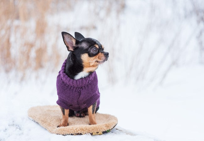 Vet Approved Guide: Is Ice Safe for Dogs in 2025?Understanding the Benefits and Risks🧊🐶