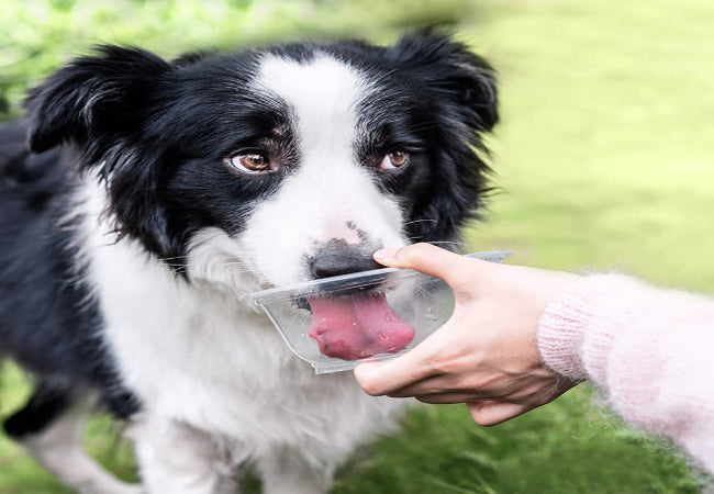 Vet Approved Guide: Is Pedialyte Safe for Dogs in 2025? 🩺🐶