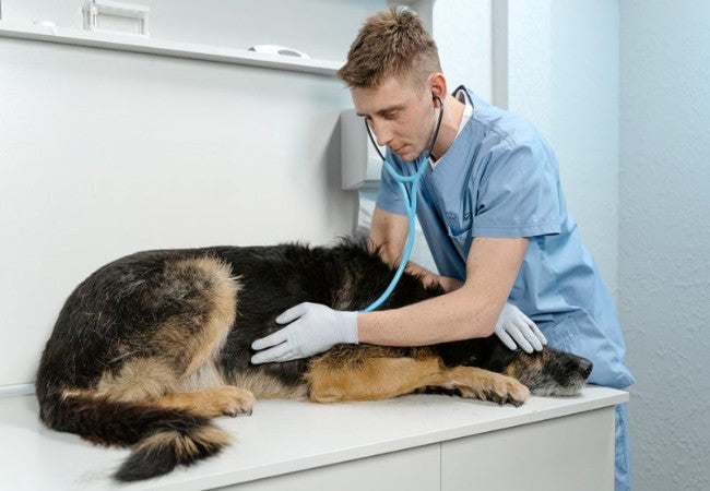 Vet‑Approved Guide: Juvenile Polyarteritis (Beagle Pain Syndrome) in Dogs – Signs, Diagnosis & 2025 Treatment 🐶🐾
