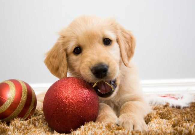 Vet Approved Guide: Keeping Your Puppy Safe & Happy This Christmas 2025 🐶🎁