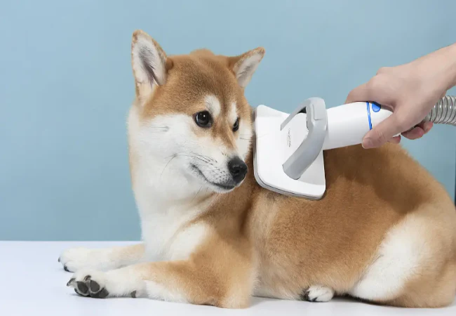 Vet Approved Guide: Mastering Pet Hair Cleanup in 2025 🐶🐱