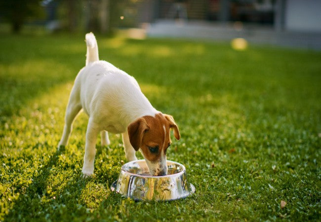 Vet Approved Guide: Recognizing the Final Stages of Diabetes in Dogs (2025 Edition) 🐶💔
